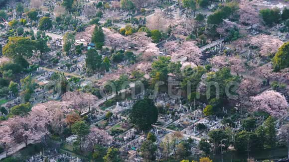 日本东京青山墓地视频的预览图