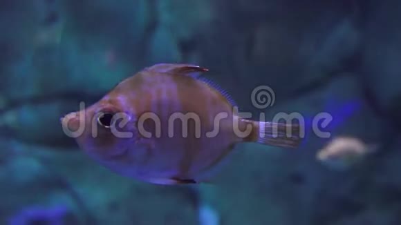 海洋生物鱼漂浮视频的预览图