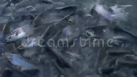 大自然喂养河里鱼的面包泰国曼谷有很多鱼在争食视频的预览图