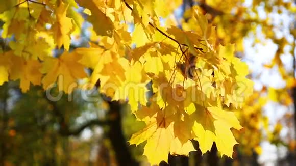 秋天一片枫树上明亮的黄叶视频的预览图
