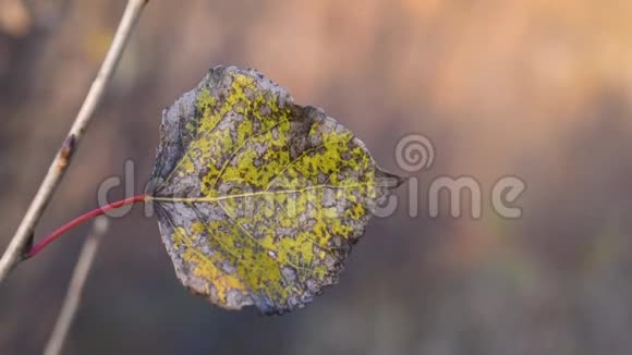 黄树叶映衬着湛蓝的秋天视频的预览图
