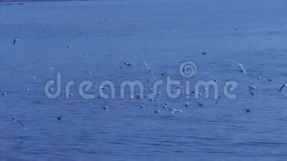 许多海鸥在海里飞翔视频的预览图