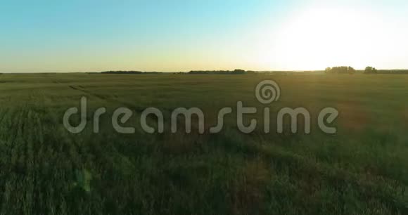 夏季阳光充足的夜晚低空飞行在乡村夏田之上有着无尽的黄色景观地平线上的太阳视频的预览图