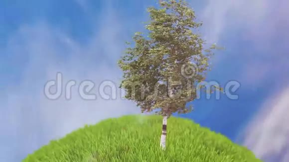 草地上的桦树动画在明亮的夏日单株桦树矗立在水边的湖边视频的预览图
