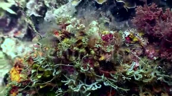 海底接近海底的自然菲律宾视频的预览图