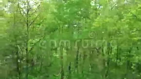 路边的桦树萨哈林岛视频的预览图