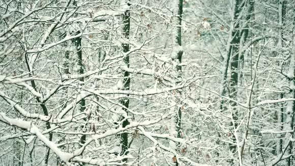 冬天的雪林或公园视频的预览图