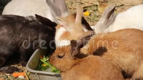 兔子雄鹿和雌性一起吃狗小猫猫兔子视频的预览图