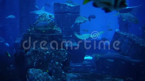 大型水族馆和海洋馆里的鱼鱼缸视频的预览图