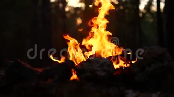 在营火中开火视频的预览图