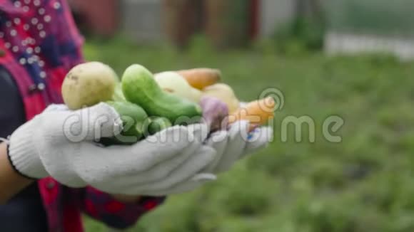 菜园里种菜的农家女孩收获时间家庭农场主有机食品的概念视频的预览图