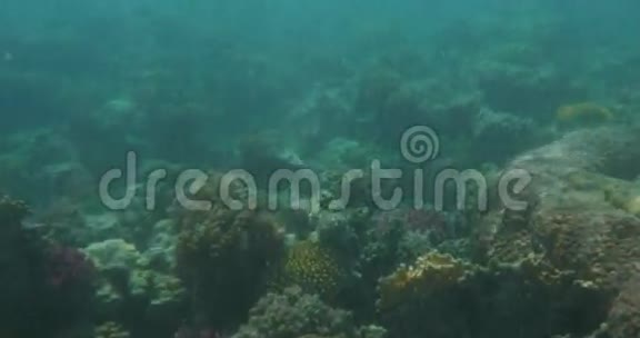 水下有珊瑚礁和鱼类视频的预览图