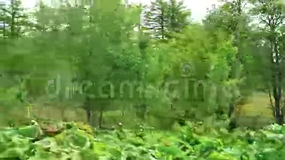 路边的桦树萨哈林岛视频的预览图