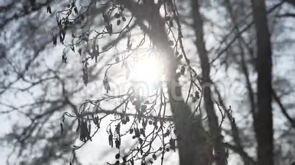 枯黄的树枝刺眼的阳光阳光在风中摇曳林中冬日的风景视频的预览图