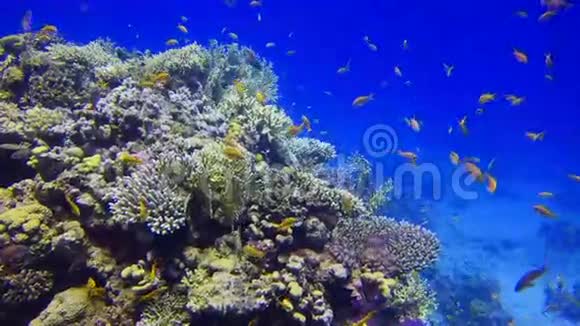 美丽的珊瑚礁上五颜六色的鱼视频的预览图