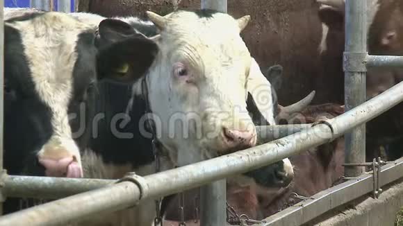 牛在田里放牧视频的预览图