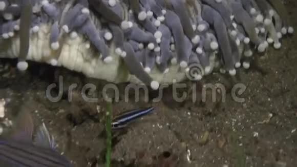 菲律宾野生动物海洋海葵视频的预览图