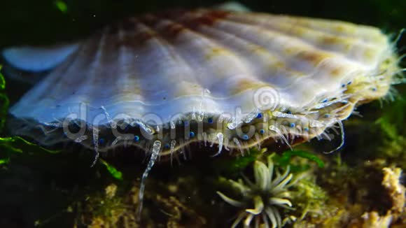 壳拍壳蓝色的眼睛和触须靠近黑海软体动物鳞片视频的预览图