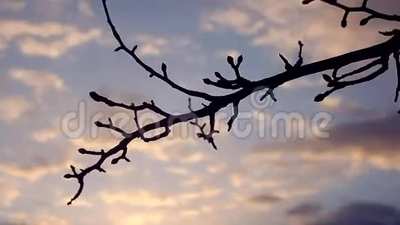 宏观大枝芽梨剪影自然日落景观视频的预览图