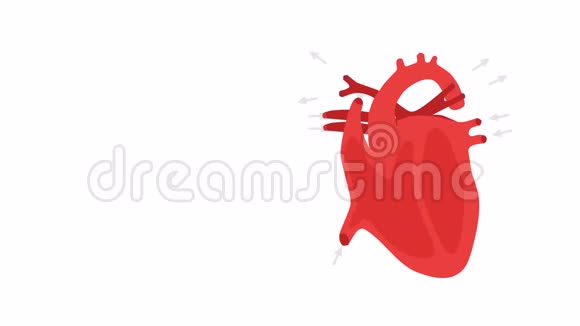 人体心脏解剖白色背景下的人类心脏视频的预览图