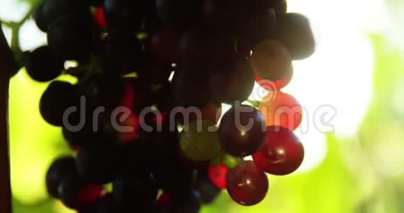 特写红酒葡萄视频的预览图