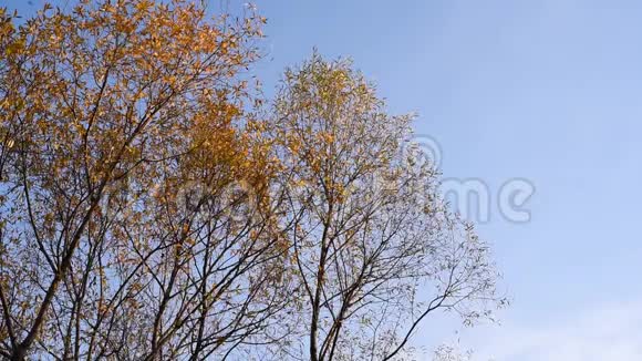 黄树叶映衬着湛蓝的秋天视频的预览图