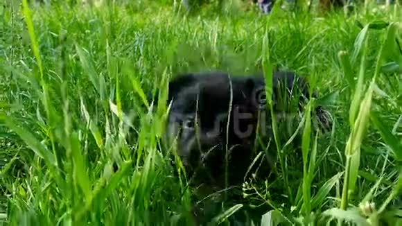 小狗在草地上视频的预览图
