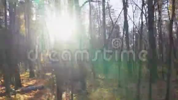 秋天的森林景观从一辆移动的汽车或火车的窗口视频的预览图