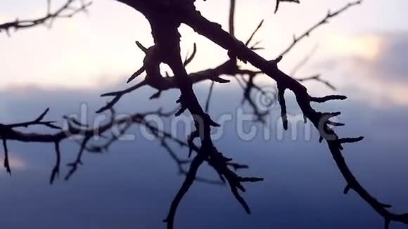 宏观大枝芽梨景观剪影自然夕阳视频的预览图