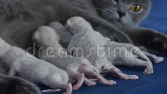 猫喂养她新出生的小猫蓝色背景特写镜头视频的预览图