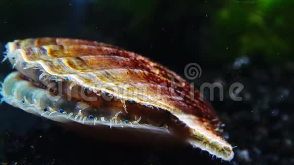 壳拍壳蓝色的眼睛和触须靠近黑海软体动物鳞片视频的预览图
