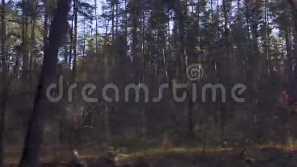 秋天的森林景观从车窗上移动的汽车或火车视频的预览图