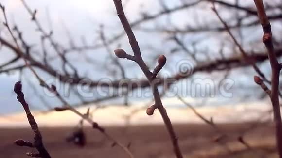 巨大的枝芽梨轮廓自然景观日落视频的预览图