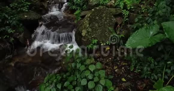 热带雨林山脉的小瀑布视频的预览图