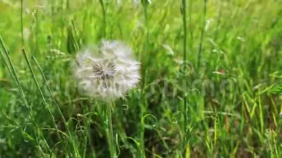 春天的花蒲公英在绿草中视频的预览图