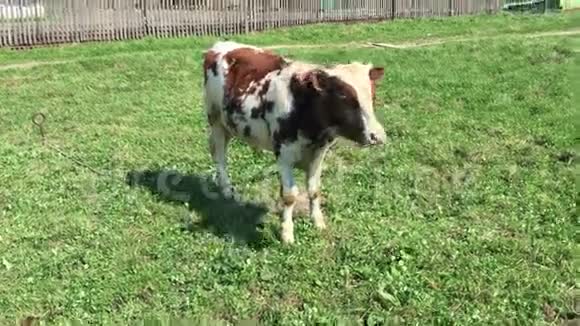 农场小牛在绿色的田野里放牧视频的预览图