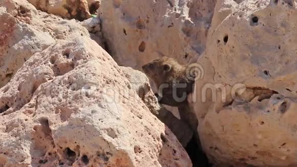 小熊山兔坐在岩石之间的罗什哈尼克拉视频的预览图