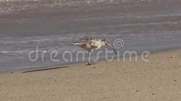 海滩上的野生动物视频的预览图
