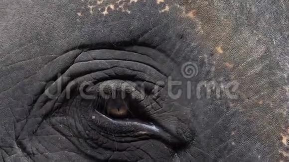 亚洲大象的眼睛近景视频的预览图