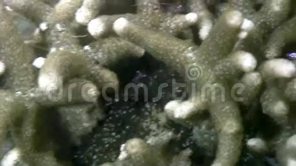 菲律宾野生动物海洋水下虾海视频的预览图