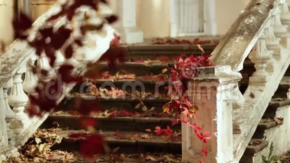 秋天的落叶旧石阶上的红叶视频的预览图
