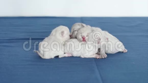 英国北方紫丁香小猫蓝底新生儿视频的预览图