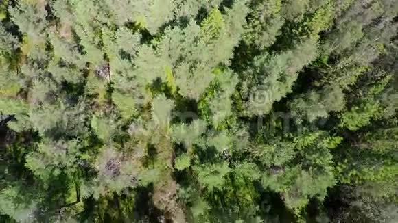 夏天飞在松树林之上视频的预览图