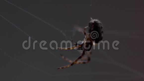 蜘蛛织网视频的预览图
