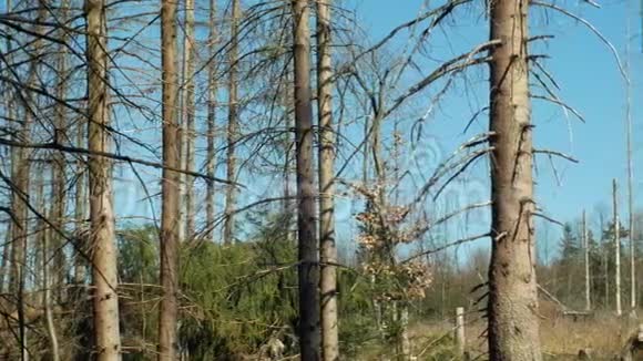 云杉林受到欧洲云杉树皮甲虫虫害Ips的侵袭清晰的切割造成的灾难视频的预览图
