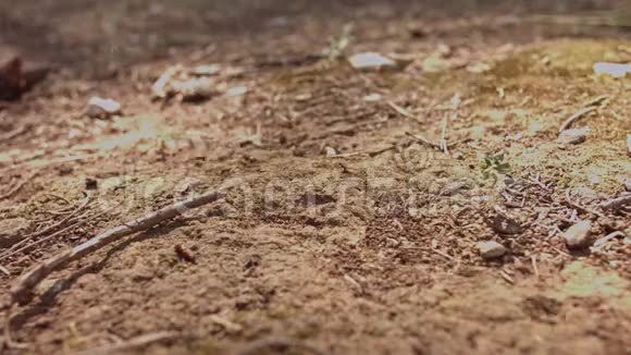 蚂蚁巢中的宏观镜头视频的预览图