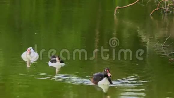 白色和黑色的鸭子在池塘里游泳视频视频的预览图