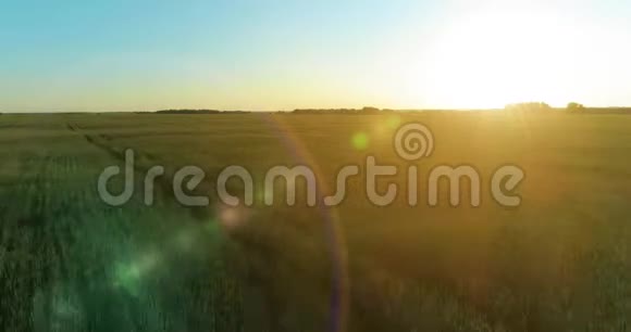 夏季阳光充足的夜晚低空飞行在乡村夏田之上有着无尽的黄色景观地平线上的太阳视频的预览图
