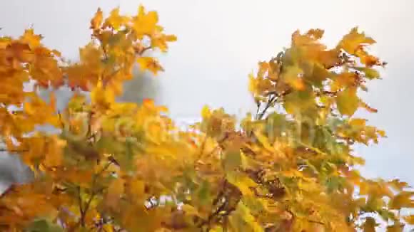 秋天的枫叶自然背景视频的预览图
