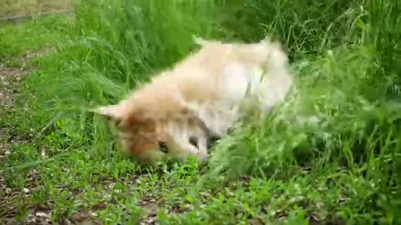 美丽的毛茸茸的科吉狗坐在草地上视频的预览图